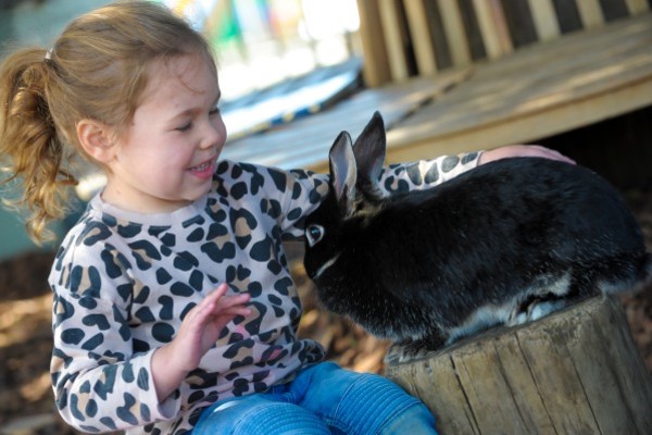 Willows Farm Day Nursery, Willows Activity Farm