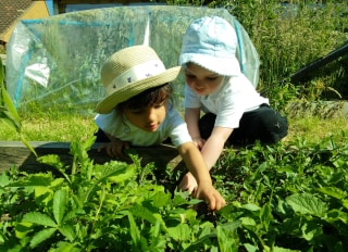 Nurseries belonging to The Webber Nursery